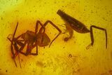 Fossil Leaf, Beetle, Mite and Spider in Baltic Amber #150755-1